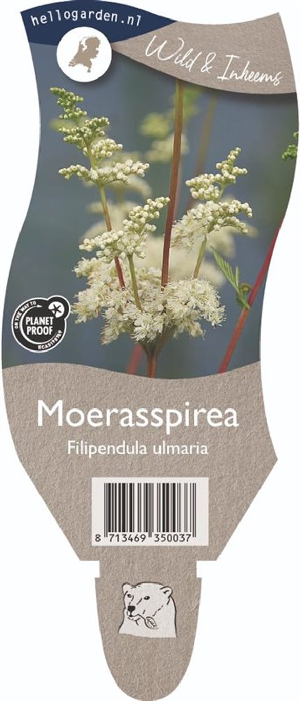 Filipendula ulmaria - P11